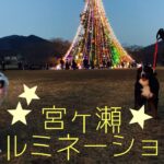 神奈川で有名なイルミネーションを見に行った年末の思い出　バーニーズマウンテンドッグ