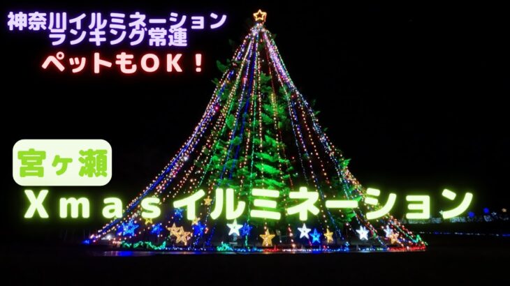 【クリスマスイルミ】神奈川県のイルミネーションランキング上位常連スポット宮ヶ瀬 湖畔園地・宮ヶ瀬水の郷商店街に行った犬（チワプー）と夫婦