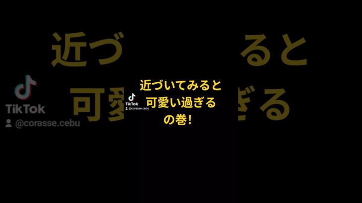2025年　近づいてみると可愛い過ぎるの巻 #フィリピン #セブ島 #JTV #KTV #夜遊び