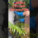 2024年 【🇵🇭MANILA ロマンスKTV】あいこママの自宅日常動画です😉　　#フィリピン #マニラ #ktv #海外 #日常 #ガーデニング