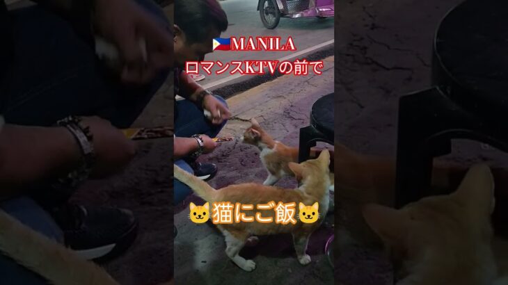 2025年 【🇵🇭MANILA ロマンスKTV】ロマンスKTVの前で🐱にご飯あげてる動画です！#フィリピン #マニラ #マラテ #ktv #海外#海外旅行 #旅行 #manila #猫#動物