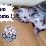 18.アメショサッカー界の三笘選手のつもりの仔猫／Kitten who thinks she is Mitoma of the Amesho soccer world