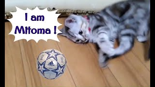 18.アメショサッカー界の三笘選手のつもりの仔猫／Kitten who thinks she is Mitoma of the Amesho soccer world