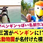 三笘がペンギンに!? ブライトン地元動物園が主力選手の名前を命名　「行進するからマーチ」などｗ