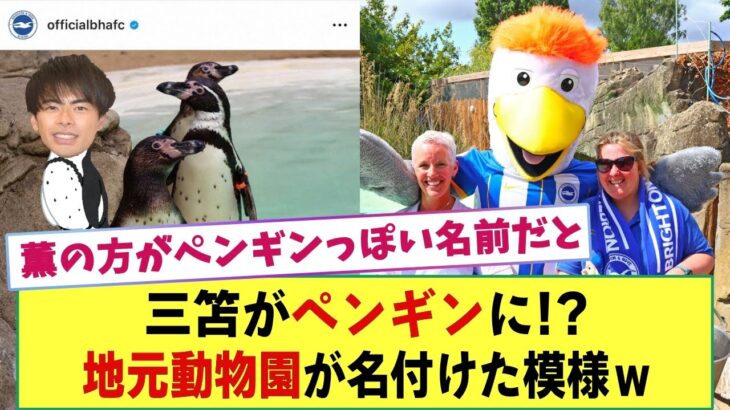 三笘がペンギンに!? ブライトン地元動物園が主力選手の名前を命名　「行進するからマーチ」などｗ