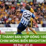 MITOMA SẼ THÀNH BẢN HỢP ĐỒNG 100 “CỦ” TIẾP THEO CỦA CHIM MÒNG BIỂN BRIGHTON?