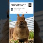 ウサギ界の三笘薫（プレミア編） #rabbit #bunny #サッカー日本代表