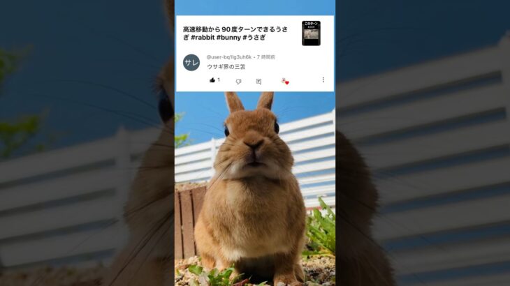 ウサギ界の三笘薫（プレミア編） #rabbit #bunny #サッカー日本代表