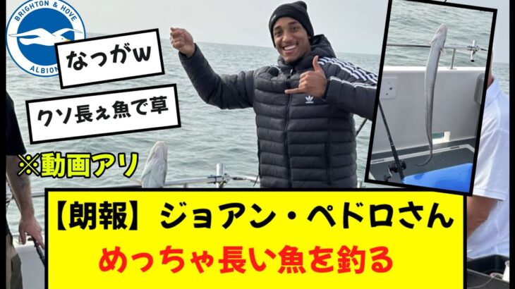 【速報】三笘同僚ジョアンペドロさん、長い魚を釣り上げる！！！