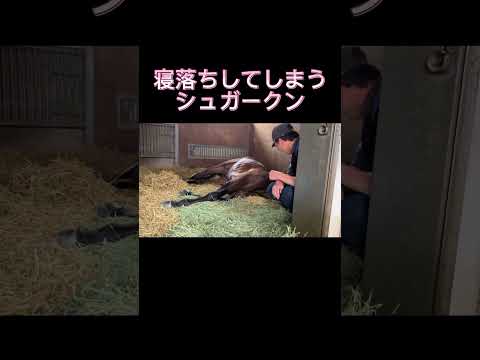 寝落ちしてしまうシュガークン #競馬 #競馬予想 #日本ダービー #シュガークン