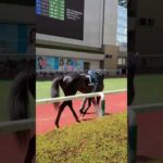 福島競馬場にてレイデラルースくん #競馬  #競馬予想   #こしゃまる  #shorts