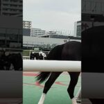 大井競馬場でパドック修業 #shortsfeed #shorts #short #競馬予想 #大井競馬場