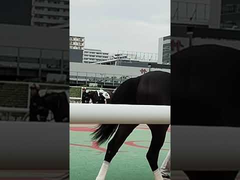 大井競馬場でパドック修業 #shortsfeed #shorts #short #競馬予想 #大井競馬場