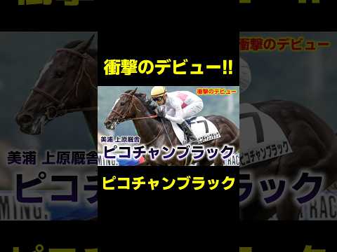 衝撃のデビュー!!ピコチャンブラック　#競馬 #競馬予想 #アイビスサマーダッシュ #クイーンステークス