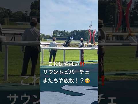 サウンドビバーチェまたもや放牧！？#競馬 #競馬予想 #サウンドビバーチェ#jra