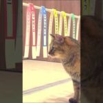 【競馬予想】ウチの猫たちに札幌記念を予想してもらいました#shorts #札幌記念