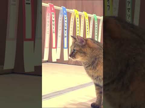 【競馬予想】ウチの猫たちに札幌記念を予想してもらいました#shorts #札幌記念