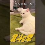 笑笑　#北斗の拳　#面白動画  #パチンコ　#スロット　#猫