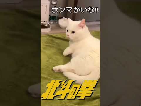 笑笑　#北斗の拳　#面白動画  #パチンコ　#スロット　#猫